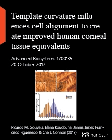 Template curvature influences cell alignment to create improved human corneal tissue equivalents